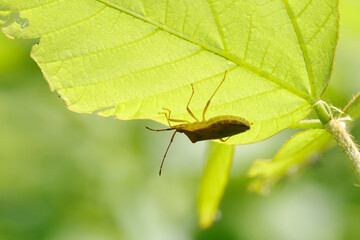 葉の裏で日光を避けるホシハラビロヘリカメムシ（自然光＆ストロボ・マクロレンズ接写生態写真）