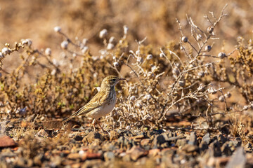 The Australian Pipit (Anthus australis) is a small bird with brown streaked plumage, often found in open grasslands and agricultural areas across Australia, known for its distinctive "pipit" call.