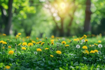 Landscape with green grass with blooming dandelions against the background of trees in the garden. 