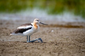 American avocet juvenile sitting on the ground with folded legs, upclose and sharp