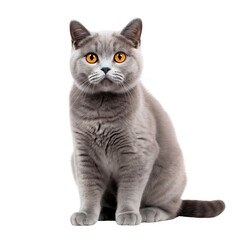 Obraz premium Funny British shorthair cat sitting isolated on transparent background