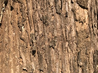teak tree bark which has an attractive texture and good color