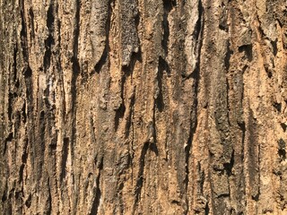 teak tree bark which has an attractive texture and good color