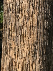 teak tree bark which has an attractive texture and good color