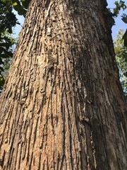 teak tree bark which has an attractive texture and good color