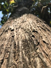 teak tree bark which has an attractive texture and good color