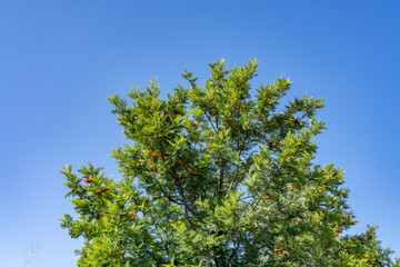 Grevillea robusta, commonly known as the southern silky oak, silk oak or silky oak, silver oak or Australian silver oak，Waimea Canyon Dr, Kauai, Hawaii