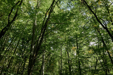 Lush Green Forest with Sunlight Filtering Through the Canopy on a Peaceful Afternoon Nature's Serene Beauty Amidst the Trees