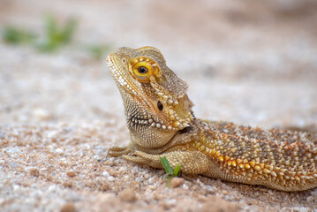 Portrait of a  bearded dragon