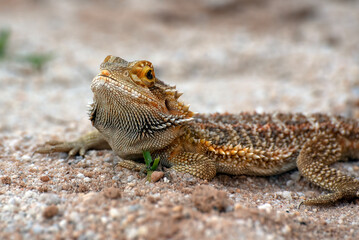 Portrait of a  bearded dragon