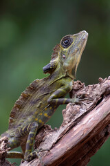 Angle head lizard ( Gonocephalus bornensis ) on tree trunk