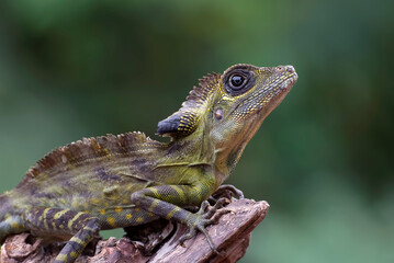 Angle head lizard ( Gonocephalus bornensis ) on tree trunk