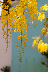 In the shade of cassia tree yellow blossom