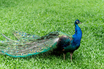 Fototapeta premium The Peacock on the grass