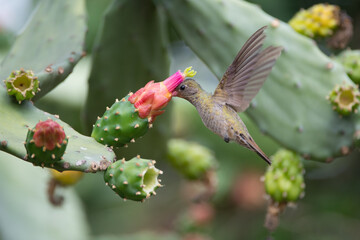 A male Rufous Hummingbird with his gorget just beginning to develop the brilliant red iridescent...