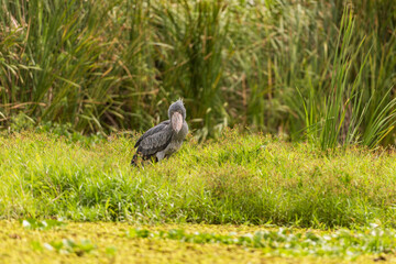 African Balaeniceps (Balaeniceps rex) is a large African bird from the order of the rocks, known especially because of its conspicuously shaped beak.