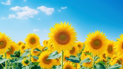 Obraz premium Bright sunflowers in full bloom under a clear blue sky, capturing the essence of summer and the beauty of nature.