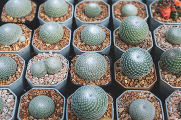 Many cactus plants on the pot at cactus farm house.