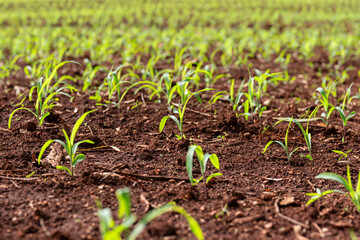maize field crop, close up shot