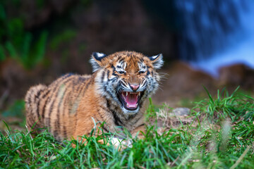 Tiger cub in the wild. Baby animal in green grass on waterfall background