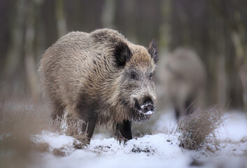 Wild boar close up ( Sus scrofa )