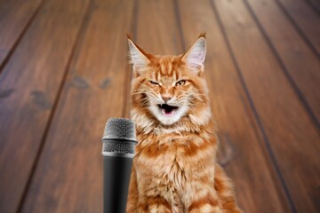 A cute domestic funny  cat with a microphone.
