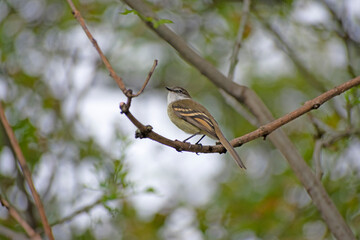 sparrow on a branch