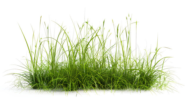 Growth of buffalo grass a native prairie grass known for its drought resistance and less frequent mowing needs isolated on white background