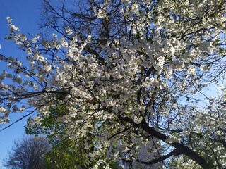 tree in bloom