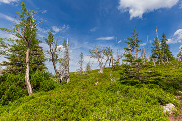 Obraz premium Dead trees on the top of the hill in Karkonosze Mountains in Poland
