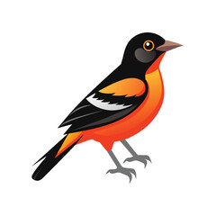 illustration of a oriole bird on white