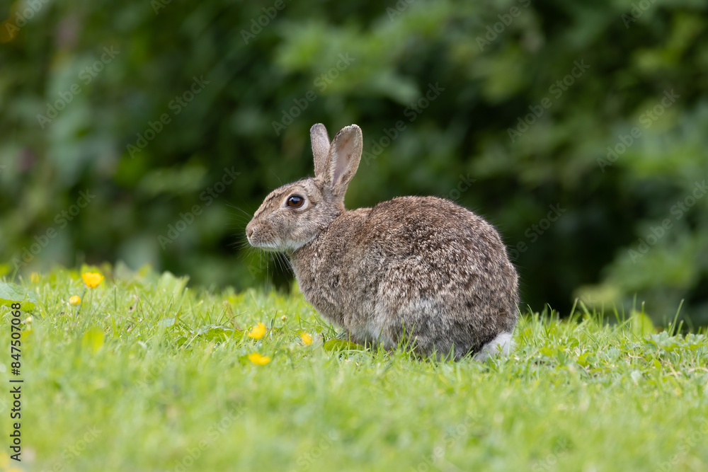 Poster a close up portrait of a wild rabbit as it sits on the grass with its ears up.