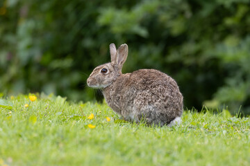 a close up portrait of a wild rabbit as it sits on the grass with its ears up.