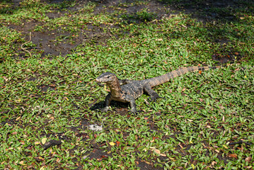Obraz premium Royal gecko at Lumpini Park, Bangkok
