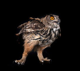 Eurasian eagle-owl in studio