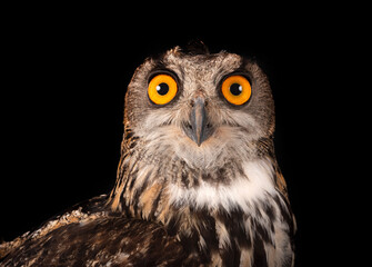 Eurasian eagle-owl in studio