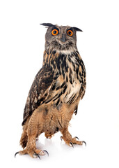 Naklejka premium Eurasian eagle-owl in studio