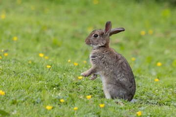 A close up portrait of a young rabbit sitting on the grass surrounded by yellow buttercups. It is sitting in an upright position with both its front legs off the ground. 