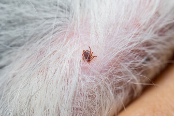 Ticks and fleas on dogs cause itching and irritation, resulting in the dog
