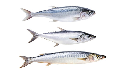 Fototapeta premium Close-up of three fresh mackerel fish arranged in a row on background, showcasing their shiny scales and natural .