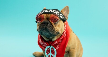 Bull dog, portrait and animal with fashion, peace or hipster clothing in style on a blue studio...