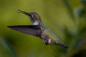 Humming Bird of Pacific Northwest