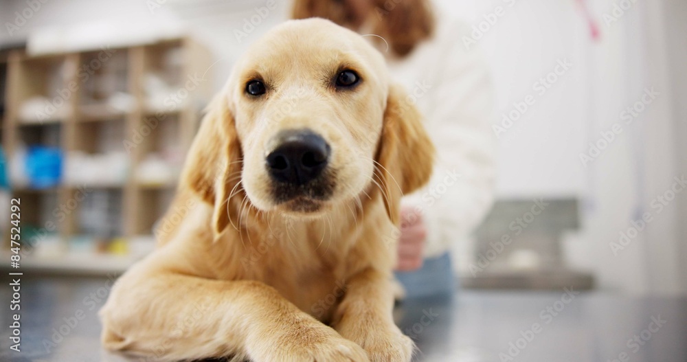 Poster Pet care, portrait and dog with woman in veterinary in consultation office for growth, wellness and examination. Puppy, face and animal clinic for golden retriever assessment, help or checkup visit