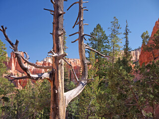 Bryce canyon scenery with dead tree, pine forest and red rock hoodoos on Navajo loop trail