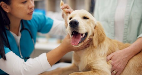 Woman, veterinarian and checkup with dog by owner in animal care, visit or healthcare at shelter....