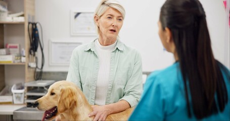 Woman, veterinary and consulting owner with dog for animal care, visit or healthcare at shelter....