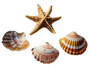set of seashells