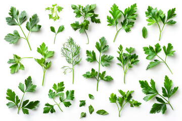 A collection of green leaves, including parsley - Powered by Adobe
