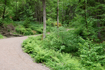 Obraz premium In the forest