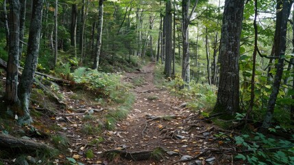 Obraz premium A trail heading uphill through woodland